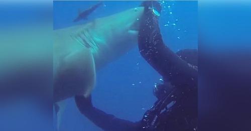 Un tiburón se acerca desesperadamente a un buzo para suplicarle ayuda urgente