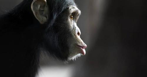 El animal que dio origen al ser humano: el mono