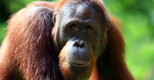 Los orangutanes al borde de la extinción, salvemos su hogar
