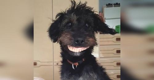 El perro que se robó la dentadura de su dueña se convierte en una celebridad en las redes