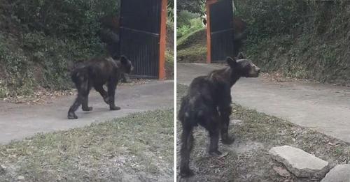Graba a un oso famélico vagando en busca de comida por la calle y suplica que alguien lo ayude
