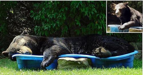 Su viejo amigo oso la visita tras años sin verse y se queda dormido en la piscinita de los niños