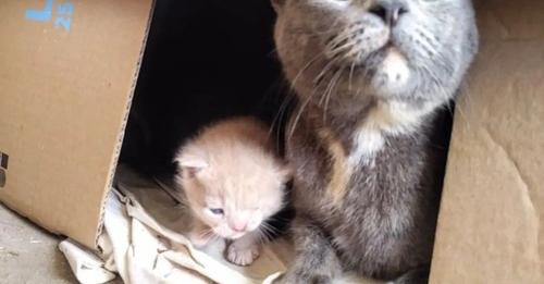 Rescatan a una gata y los guía hacía el lugar en el que yacían sus bebés recién nacidos