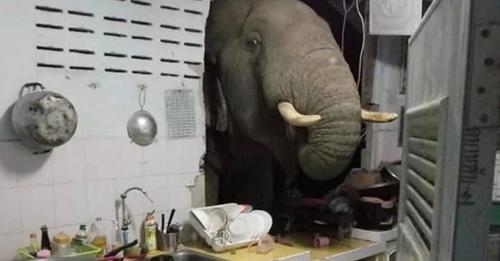 Mujer se encuentra con un elefante hambriento y desesperado derrumbando la pared de su cocina