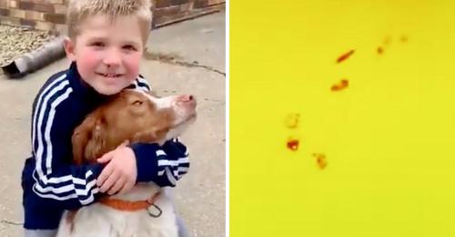 Un niño desapareció con su perro, pero un extraño tuvo un presentimiento y usó su dron para encontrarlos