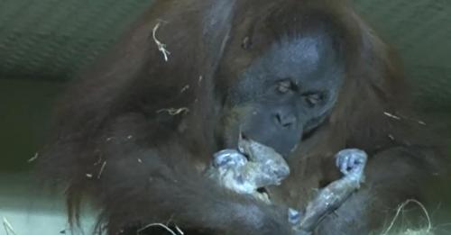 Una orangután es filmada dando a luz, cuando se da cuenta de que hay humanos observándola, comienza a acercarse lentamente
