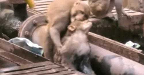 ¡Increíble! Un mono salva a otro de morir electrocutado en la vía del tren