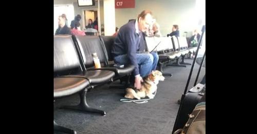 Perra de servicio corre hacia un extraño en el aeropuerto