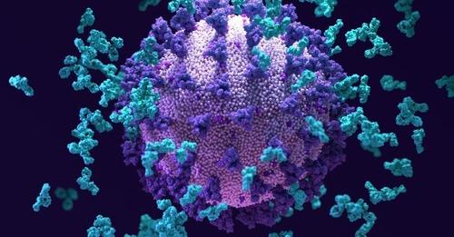 Hallan un superanticuerpo capaz de luchar contra el SARS CoV 2 y otros coronavirus