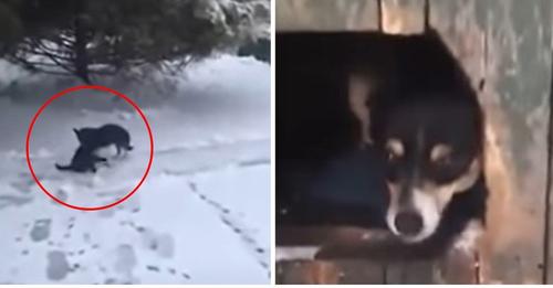 Desde la ventana mira a su perro arrastrando a un gatito a punto de morir congelado en la nieve