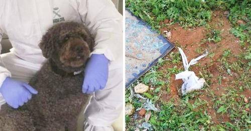 Un perro encuentra los 40.000 euros que les robaron a una pareja de abuelitos en el hospital