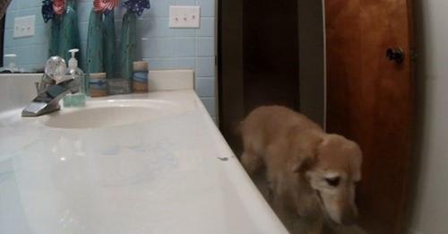 Graban a un aterrado perrito que se encerró en el baño para superar su pánico