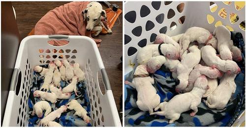 Acude a la clínica veterinaria mientras su perrita dálmata daba a luz a 16 cachorritos