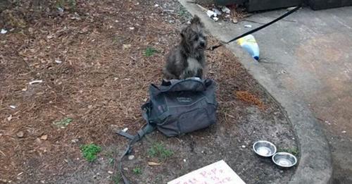 Un perro es abandonado junto a una nota y descubren que su casa está a 2.500 Km