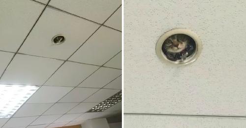 Empleados de una oficina miran al techo y descubren al minino que los observaba todo el tiempo