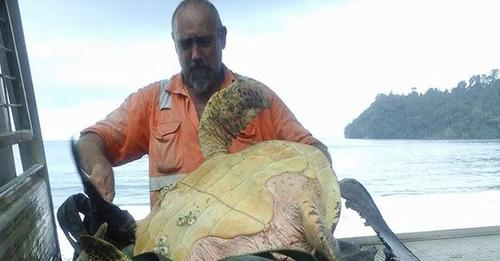 Un hombre compra tortugas en peligro de extinción y las lleva al lugar donde deben estar