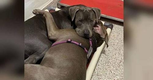 Dos pitbulls de un refugio se consuelan mutuamente mientras esperan a ser adoptados
