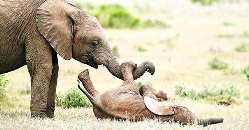 Elefante bebé rueda por el suelo de la risa tras pedirle a su hermano que le haga cosquillas