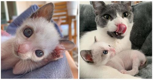 Gatito diminuto de gigantes ojos azules no deja de abrazar a su nueva familia