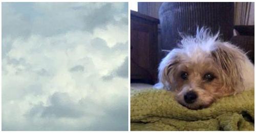 Mujer desconsolada ve la carita de su perro en las nubes horas después de que cruzó el arcoíris