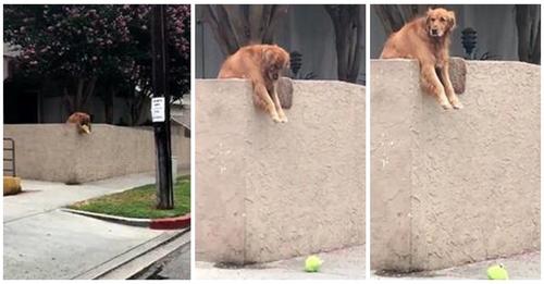 Un perrito deja caer la pelota sobre la pared cada día esperanzado en que alguien juegue con él