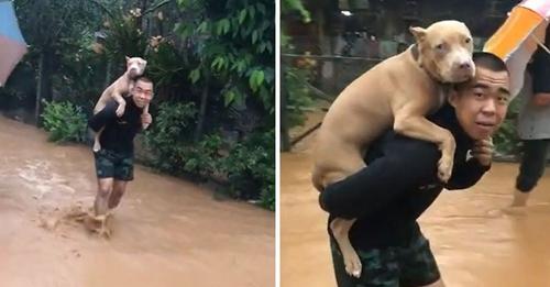 Graban a un soldado cargando a su amado pitbull en la espalda para salvarlo de una inundación