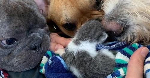 Tres perros se dedican a cuidar y proteger a un gatito abandonado desde que escucharon su llanto