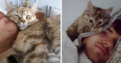 Hombre adopta una gatita y ahora él se despierta cada mañana con sus ronroneos y mimos