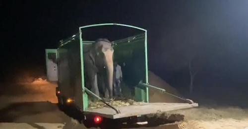 La elefanta Karma experimenta su libertad por primera vez después de 46 años de cautiverio