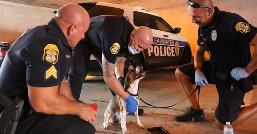 Policías rompen el cristal de un auto ante los ladridos de un perrito atrapado que pedía ayuda
