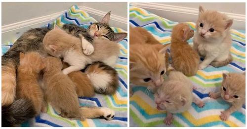 Gata hallada con sus 2 camadas de gatitos agradece que sus sueños se hayan hecho realidad 