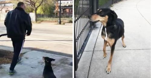 Un hombre abandona a un nervioso perro en un parque por 30 minutos y se voltea cuando unos entrometidos testigos lo confrontan