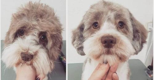 10 razones por las que los peluqueros caninos merecen cobrar más dinero por su trabajo