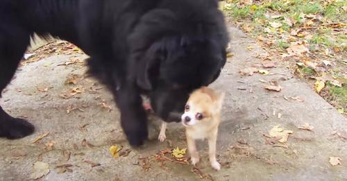 Una pequeña chihuahua evita que roben a un enorme perro que es su amigo