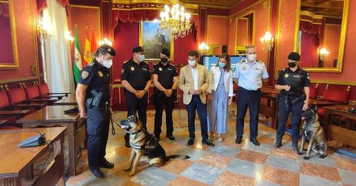 Granada recupera la Unidad Canina de la Policía Local con el perro Stan Lee y su agente guía