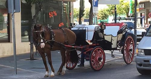 Protectoras de animales plantean al Ayuntamiento de Córdoba sustituir los coches de caballos por calesas eléctricas