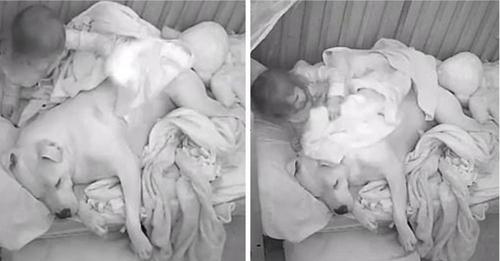 Una niña duerme junto a su perro pitbull de 45 kilos en su habitación