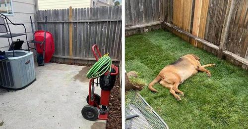 Perrito rescatado nunca tuvo un patio antes, así que su mamá le construyó uno para él