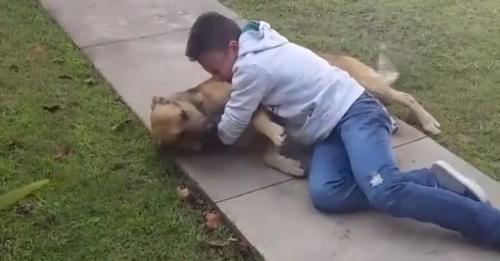 Un niño de 11 años llora de emoción al reencontrarse con su amado perro desaparecido