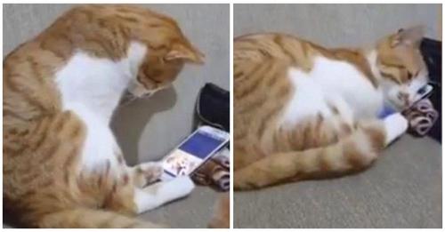 Gatito termina con los ojos humedecidos al ver a su dueño fallecido en un video en el teléfono