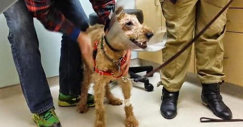 Un perrito ciego ve por primera vez a su familia tras su cirugía y no puede contener su alegría
