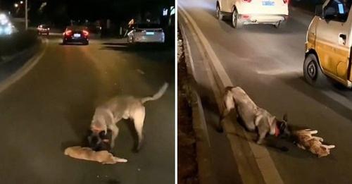 Graban al perrito que intentó resucitar a un gato que encontró en media calle