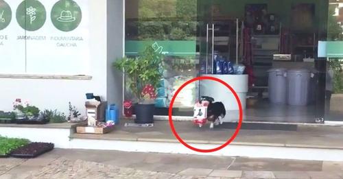 Pituco, el perro que va a comprar su alimento en la tienda alegrando a todos los vecinos