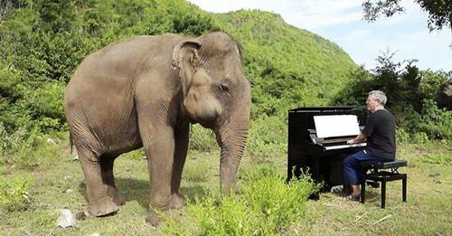 Elefanta ciega reacciona bailando cuando un pianista le dedica un concierto para consolarla