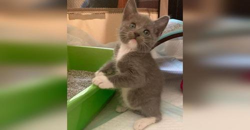 Gatito que nació sin nada de cola no para de saltar como conejito para mostrar su fuerza