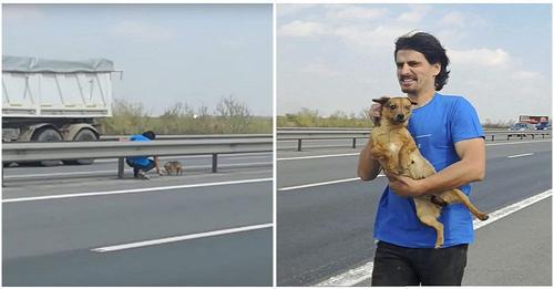 Veterinario expone su vida para salvar a una perrita temblorosa abandonada en la autopista
