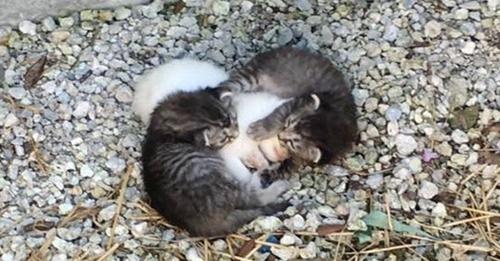 Dos hermanos gatitos abandonados se acurrucaban alrededor de su hermana para protegerla