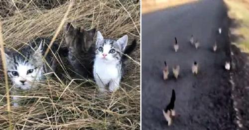 Diez asustados gatitos siguen a una joven y su perrita confiando poder salvarse