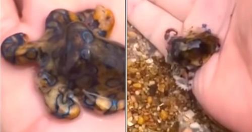 Un aterrador video muestra a un turista recogiendo a uno de los animales más venenosos del mundo