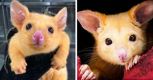Rescatan una rara zarigüeya bebé dorada que parece un «Pikachu» de la vida real